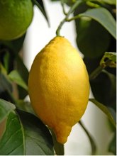 Citronk LUNARIO - zkovan