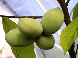 Asimina triloba PRIMA 1216