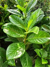 Bobkovie lkask - Prunus laurocerasus NOVITA, C 1,5 l