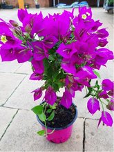 Bougainvilea na kmnku, P 14