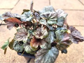 Dluela - Heucherella QUICKSILVER