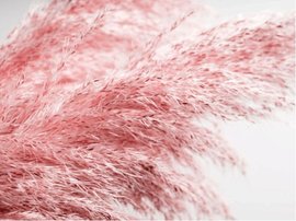 Pampov trva - Cortaderia sell. PINK MISTRAL - rov