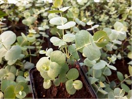 Eukalyptus SILVER DOLLAR