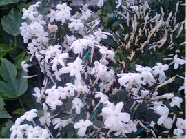 Jasmín pravý - Jasminum officinalis