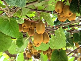 Kiwi velkoplod BOSKOOP - samospran
