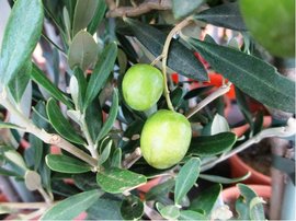 Olivovnk - Olea Europaea