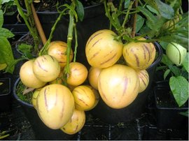 Pepino Gigant   - melounový keřík