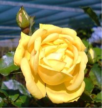 Růže LANDORA - velkokvětá, zářivě žlutá