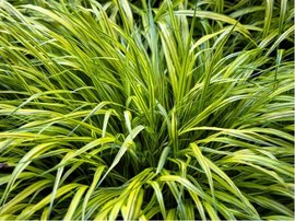 Rkosovka velk - Hakonechloa macra NAOMI (TM)