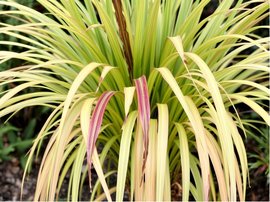 Rkosovka velk - Hakonechloa macra SUNFLARE