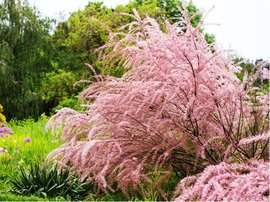 Tamaryek tymun - Tamarix tetrandra - balen