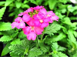 Verbena pevisl velkokvt - rov