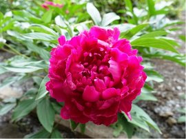Pivoka lkask - Paeonia off. RUBRA PLENA - erven