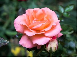 Růže AQUARIUS - velkokvětá, růžovooranžová