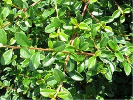 Skalnk plaziv - Cotoneaster