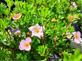 Mochna kovit - Potentilla frut. LOVELY PINK - rov