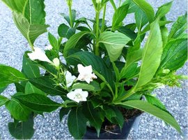 Weigela CANDIDA - bl, C 1,4 l