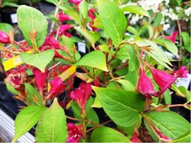 Weigela RED PRINCE - purpurov, C 1 l