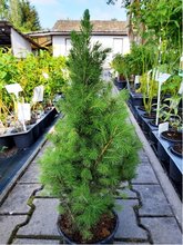 Smrk kuelovit - Picea glauca CONICA, C 2 l