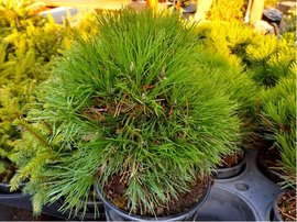 Borovice kle - Pinus mugo HESSE, C 3 l