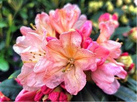 Rhododendron PERCY WISEMAN - rovo - luto - krmov, C 4 l