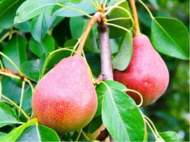 Hrue DICOLOR - podno hr. semen v kontejneru