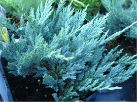 Jalovec plaziv - Juniperus hor. BLUE CHIP