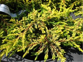 Jalovec obecn - Juniperus communis GOLDSCHATZ
