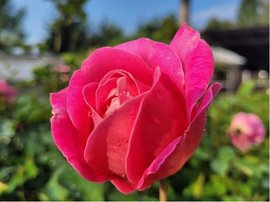 Růže PETER FRANKENFELD - velkokvětá, sytě růžová