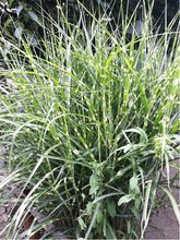 Miscanthus sin. - Ozdobnice nsk ZEBRINUS