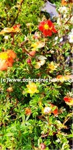 Mochna kovit MARIAN RED ROBIN - erven, C 1,4 l