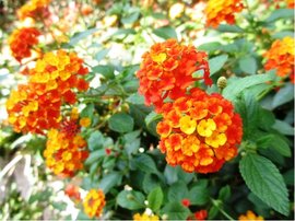 Lantana - ervenooranov