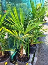 umara ztepil - Trachycarpus fortunei, P28