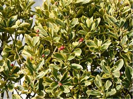Cesmna altaklarensk - Ilex altacl. GOLDEN KING, C 2,5 l