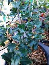 Cesmna modr - Ilex meserveae BLUE PRINCESS, C 2 l