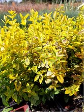 Brslen - Eonymus fortunei EMERALDN GOLD