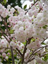 Sakura - Prunus serr. AMANOGAWA