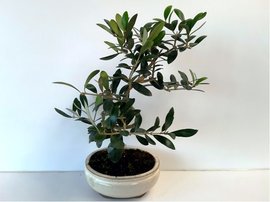 Olivovník - 7 letá bonsai