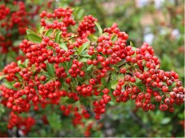 Hlohyn arlatov - Pyracantha RED COLUMN - erven, C 1 l