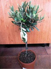 Olivovník - stromek, výška 40 - 60cm
