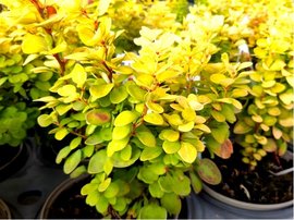 Dil Thunbergv - Berberis thunbergii NEON GOLD, C 2 l