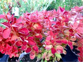Dil Thunbergv - Berberis thunb. ORANGE ICE, C 2 l