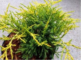 Jalovec prostřední - Juniperus media GOLD COAST