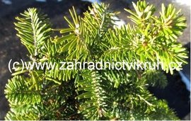 Jedle blokor - Abies alba PYRAMIDALIS, C 5 l