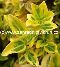 Brlsen japonsk - Euonymus jap. SUSAN