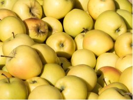 Jablo GOLDEN DELICIOUS - podno M7 v kontejneru