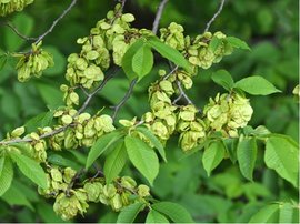 Jilm horsk - Ulmus glabra