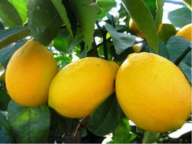 Citronk MEYER - zkovan