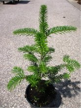 Jedle korejsk - Abies koreana GREEN CARPET, C 2 l