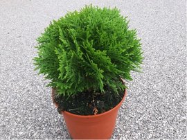 Thuja occidentalis DANICA, C 2 l